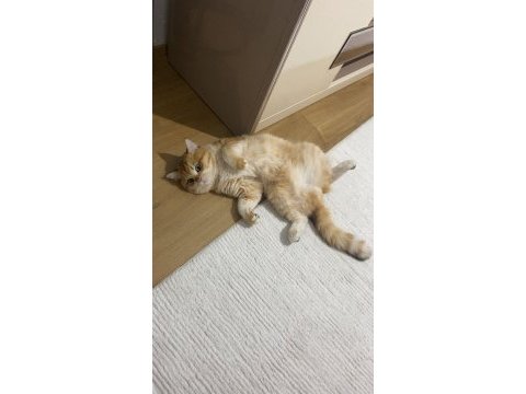 British shorthair 1 yaşında