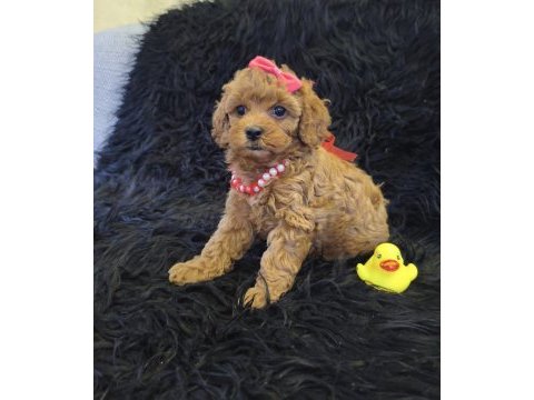 Sevimli prenses poodle