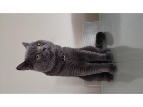 3 yaşında erkek british shorthair