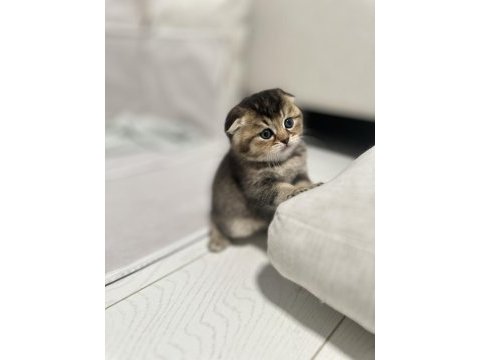 1,5 aylık scottish fold ve straight yavrularımıza yuva