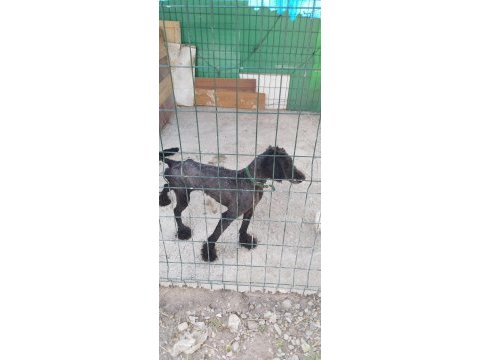 Standart poodle 2,5 yaşında