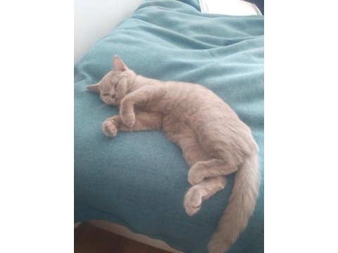 5 aylık sevimli açık kül gri dişi british shorthair