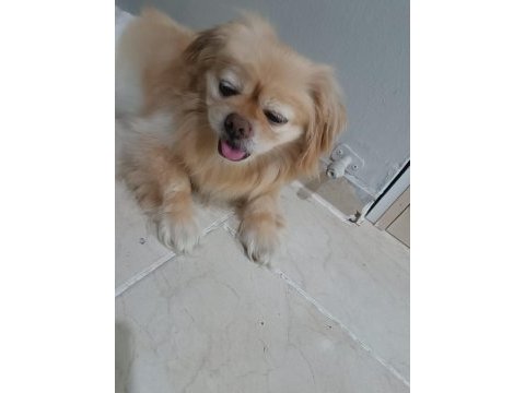 Pekinez köpeğimiz
