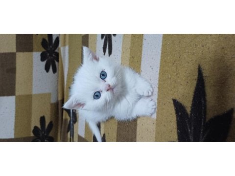 British shorthair yavrumuz