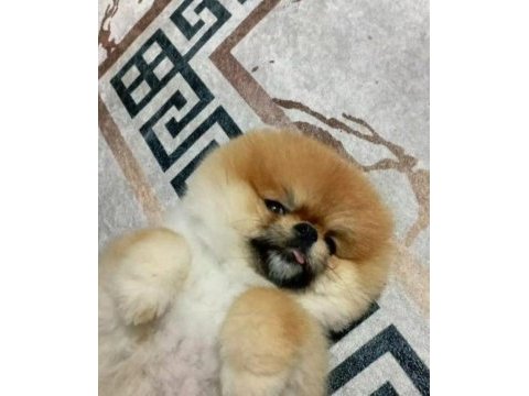 Yetişkin pomeranian boo gülen yüz 1.800 kilo