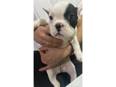 Dünya tatlısı french bulldog kızımız