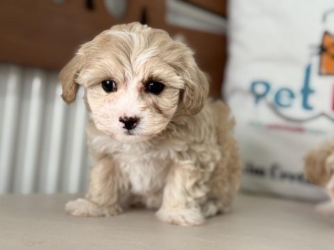 Ruhsatlı çiftlikde ziyarete açık kore maltipoo yavrular