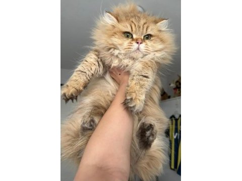 British longhair (blh) by 11 erkek