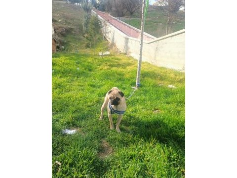 Pug cinsi erkek arıyoruz