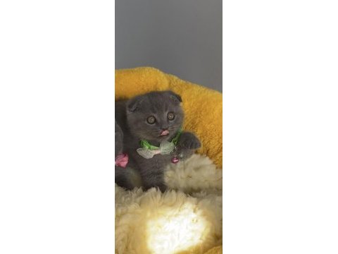 Ayı suratlı blue scottish fold bebeğim