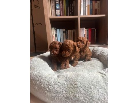 21.10.2024 doğumlu red toy poodle