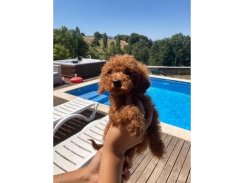 2 aylık dişi ve erkek red toy poodle yavru karma aşılı