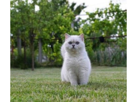 British shorthair erkek
