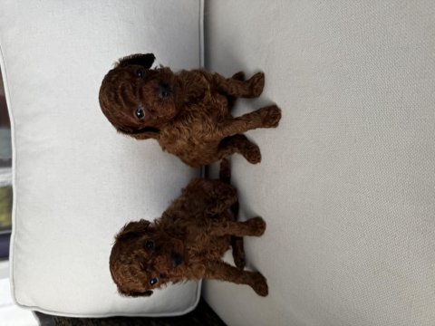 Toy poodle (2-3 kiloyu kesinlikle geçmez)