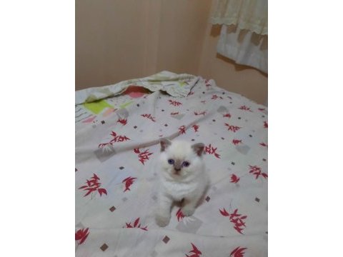 British shorthair blue point yavrular