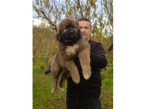Kafkas çoban köpeği yavrumuz
