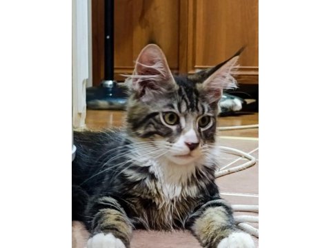 Xxl dev maine coon iri kan hattı