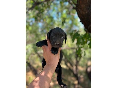 Cane corso yavrusu