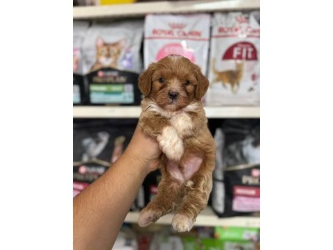 Irk ve sağlık garantili maltipoo yavrularımız