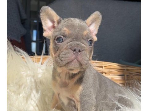 French bulldog köpeği