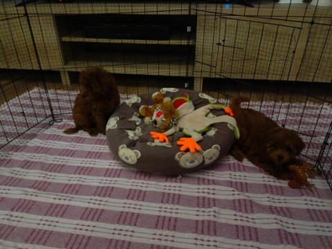 Safkan toy poodle yavrular
