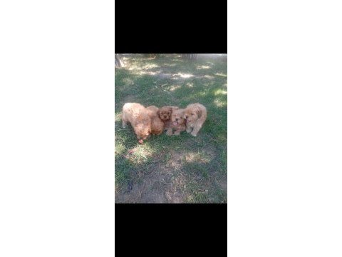 Tuvalet eğitimli maltipoo yavrular