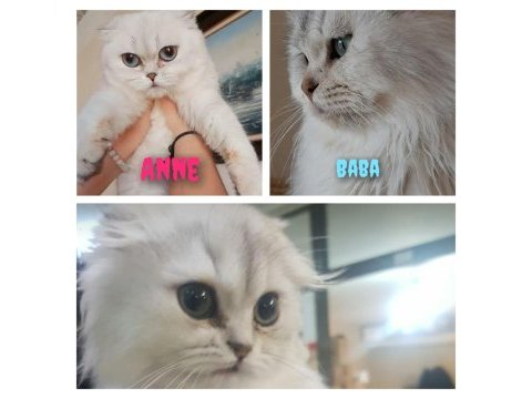 A kalite scottish fold dişi
