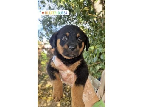 Rottweiler yavrumuz