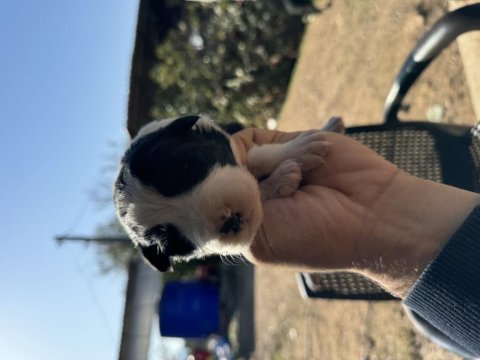 Üreticiden uygun fiyatlı border collie bebekler