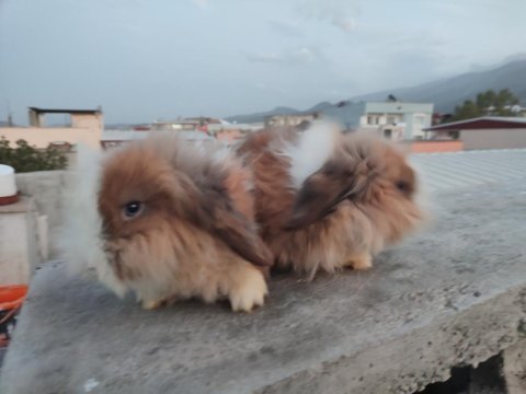 Tavşanlar yerli