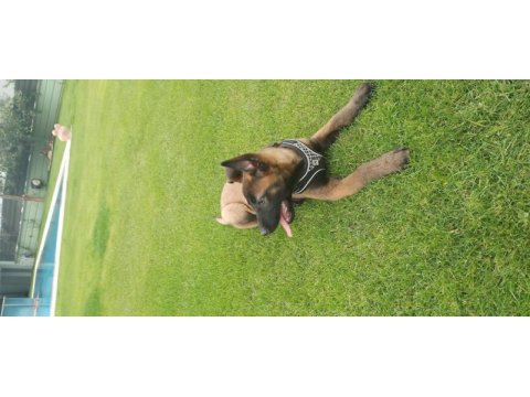 Show kalite belçika malinois bebeklerimiz