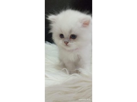 British longhair ve shorthair kedimiz