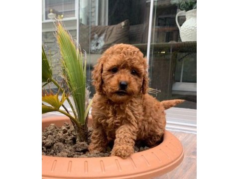 Toy poodle yakışıklı güzel bebeklerimiz
