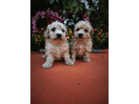Maltipoo köpekler