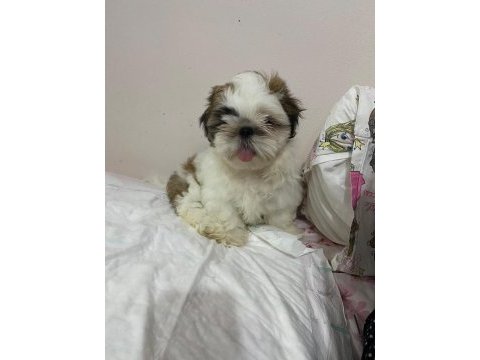 Shih tzu erkek bebek