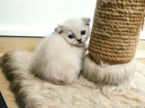 Scottish fold ve straight
