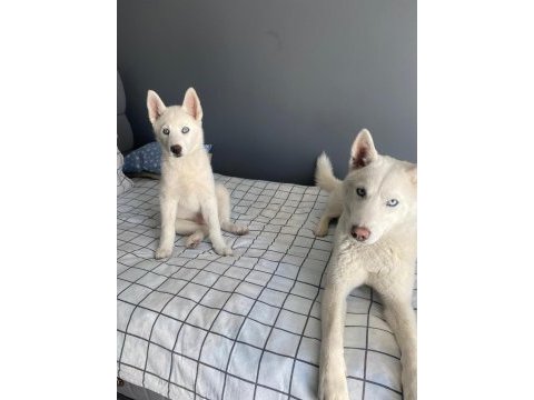 6 aylık erkek husky