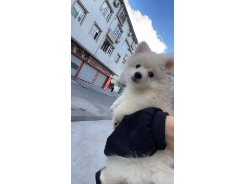 4 aylık dişi pomeranian sahiplendirme