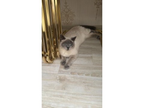 Dişi uysal kedimiz sahiplendirilecek çok uysal