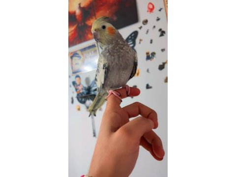 Full evcil dişi sultan papağanı