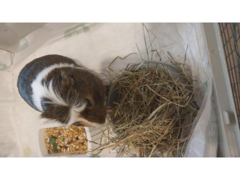 Ücretsiz sahiplendirilecek guinea pig