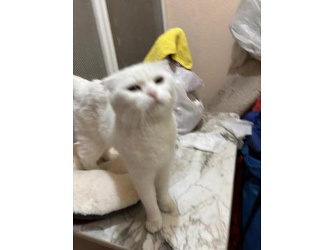 Scottish fold beyaz dişi