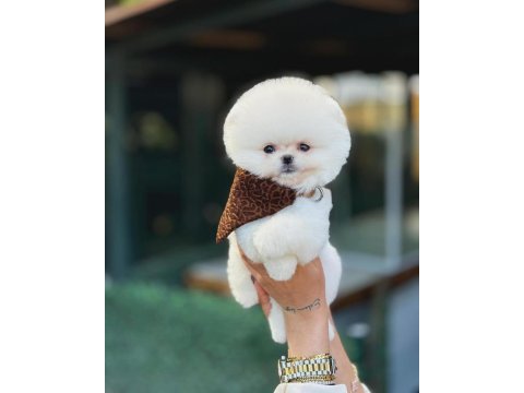 Teddy bear pomeranian boo