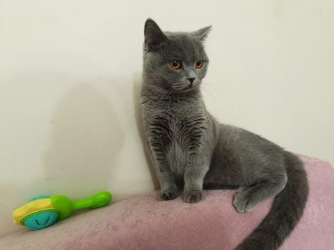 Uygun sahiplendirme british shorthair