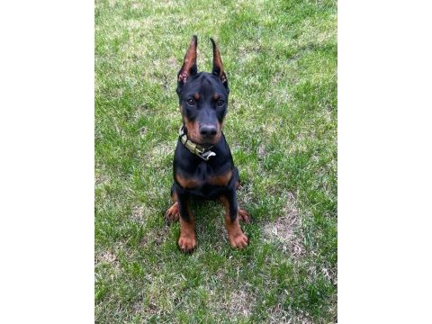 Heybetli estetikli doberman sağlık ve ırk garantili