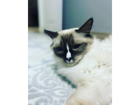 4 yaşında dişi ragdoll