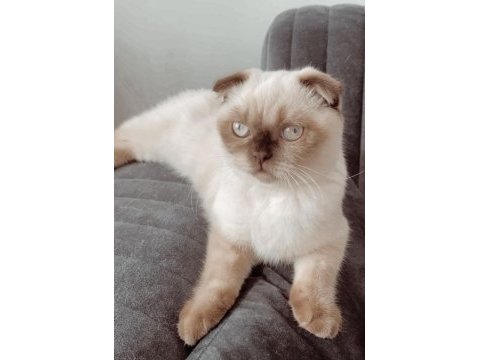 Scottish fold prensesime kalıcı yuva arıyorum