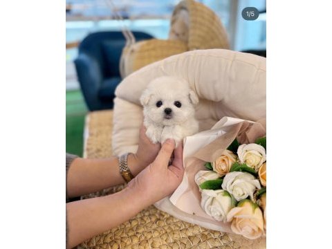 Anne altı maltese terrier yavrularımız