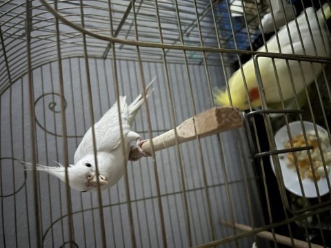 Albino sultan papağanı