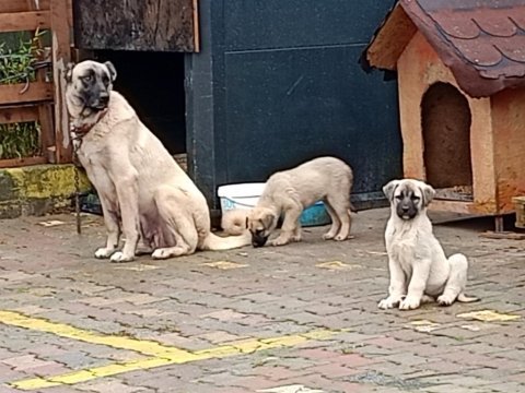 Son iki yavru köpeğimiz kalmıştır isterseniz bir önceki